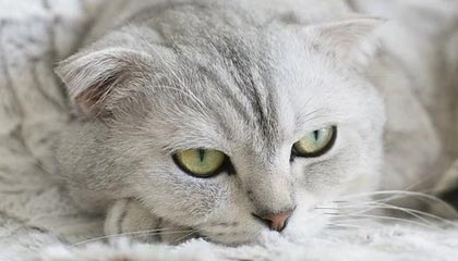 法国比赛回顾：巴黎圣日耳曼主场大胜，法甲巴黎圣日耳曼视频回放